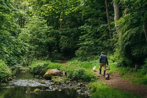 Шеф-повар Кристофер Троттер, кулинарный посол Fife, со своими собаками собирает пандусы в лесу Кейлс Ден.