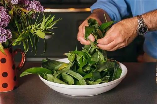 Чаша свежих пандусов