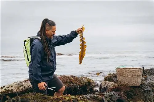 Джейсон Байлз из East Neuk Seaweed ведет семинар по добыче пищи на побережье Файфа.