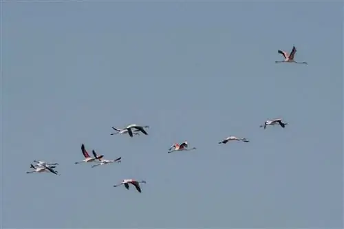 Фламинго летают в Улидии, Марокко