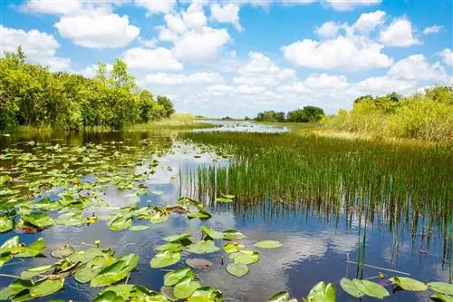 Водно-болотные угодья Флориды, поездка на воздушной лодке в национальном парке Эверглейдс в США Водно-болотные угодья Флориды, поездка на воздушной лодке в национальном парке Эверглейдс в США