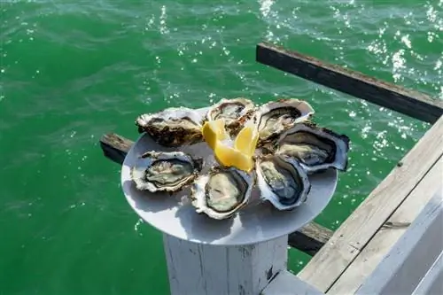 Тарелка с устрицами, балансирующая на столбе у воды