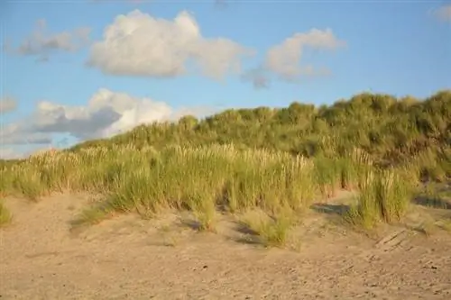 Красивые песчаные дюны на побережье Северного моря в Ренессе, Зеландия, Голландия