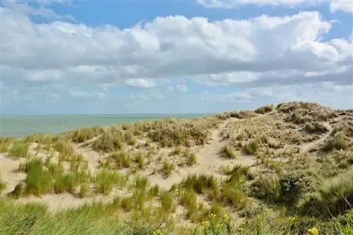 Красивые песчаные дюны на побережье Северного моря в Ренессе, Зеландия, Голландия