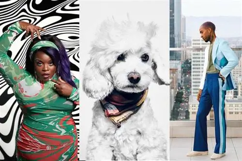 Йола, Шаян Асгарния, Рич Фреш