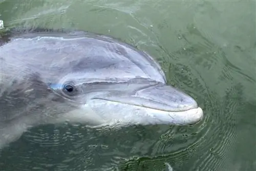 Атлантический дельфин-афалина, плавающий в водах вокруг острова Хилтон-Хед, подплывает и позирует для портрета рядом с лодкой.