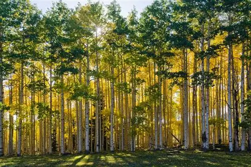 Юта. США. Осиновая роща (Populus tremuloides), граничащая с лугом на пастбище Виффс ранней осенью. Гора Тысячи Озер. Национальный лес Фишлейк.