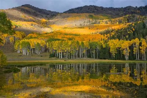 Этот кемпинг в штате Юта находится в роще из 50 000 деревьев, что делает его одним из крупнейших и древнейших организмов на Земле