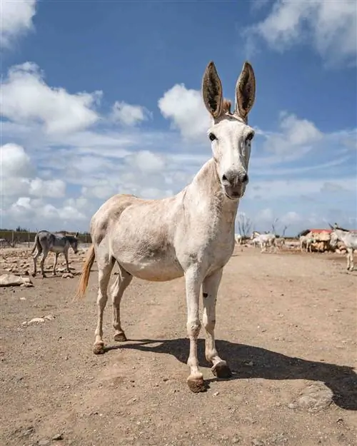 Осёл на дороге