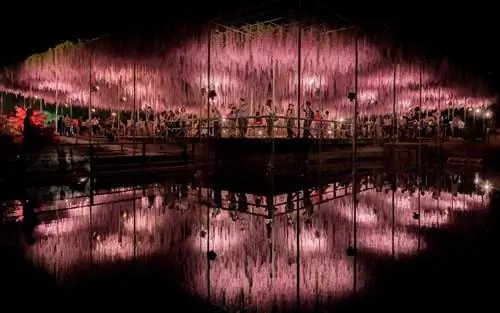 Глициния в Японии