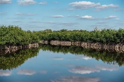 Мангровые заросли с облаками, отражающимися в воде