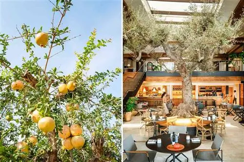 Пара фотографий из Six Senses Ibiza, в том числе гранаты, растущие на дереве, и ресторан, построенный вокруг дерева.
