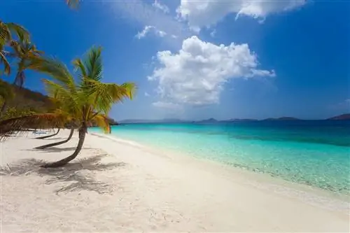 пальмы в заливе Саломон, Сент-Джон, Виргинские острова США