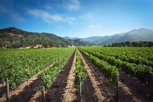 Виноградник винной страны долины Напа ранним вечером в солнечную погоду