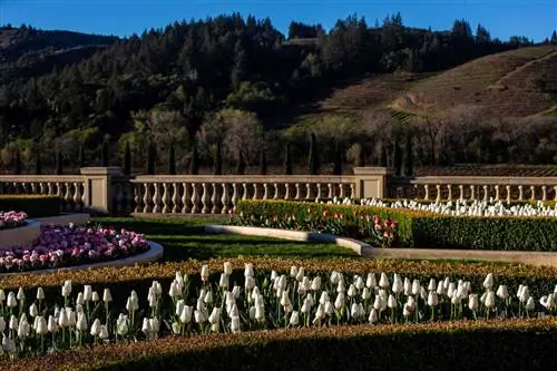 Тюльпановые сады на виноградниках и винодельне Ferrari-Carano Vineyards & Winery в полном расцвете, 22 марта 2022 года, недалеко от Хилдсбурга, Калифорния.