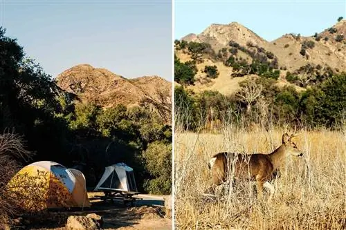 Палатки кемпинга Malibu Creek и олень в государственном парке Malibu Creek