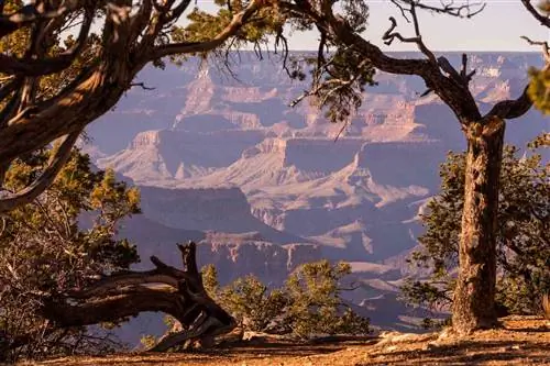 Гранд-Каньон в обрамлении деревьев на ободе