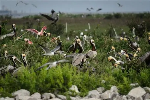 Бурый пеликан, птица штата Луизиана, и розовые колпицы на острове Элмерс