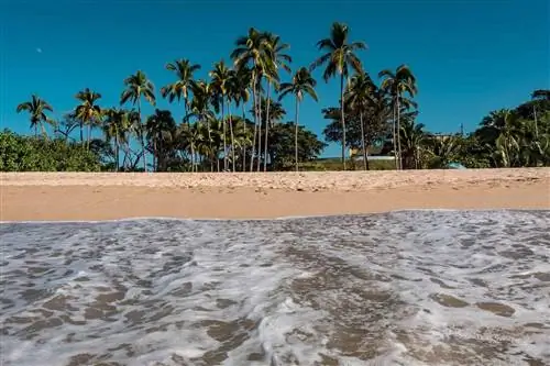 Пальмы на пляже Сан-Панчо-Наярит, Мексика.