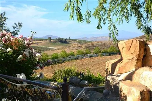 Виноградники на склоне холма недалеко от Темекулы в округе Риверсайд