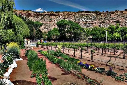 Вид на виноградники Caduceus Cellars и Merkin Vineyards