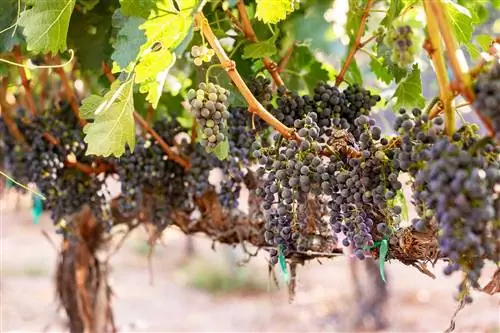 Виноград на лозе в Caduceus Cellars & Merkin Vineyards