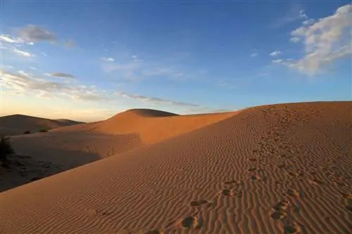 Закат на песчаных дюнах в государственном парке Монаханс Сандхиллс