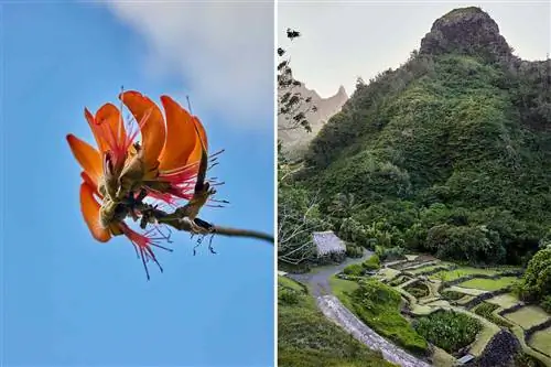 Пара фотографий из сада и заповедника Лимахули на Кауаи, на которых видны детали цветка и обзор заповедника.