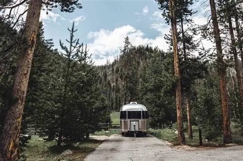 Воздушный поток в лесу