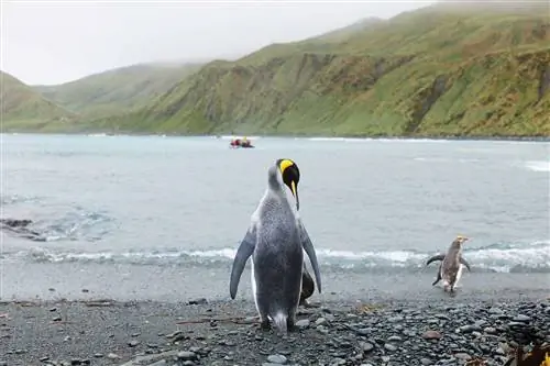 Два пингвина на пляже острова Маккуори в туманный день