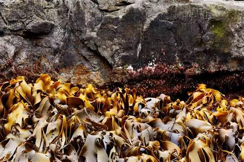 Морской котик выглядывает из-под листьев гигантских водорослей