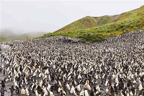 Пляж, покрытый королевскими пингвинами, с зелеными холмами позади