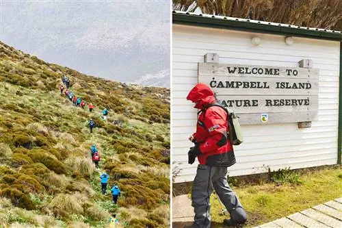 Две фотографии с островов Кэмпбелл, снег, выстраивающиеся в очередь туристы на поле, покрытом мхом и травой, и гость, проходящий перед приветственной табличкой.