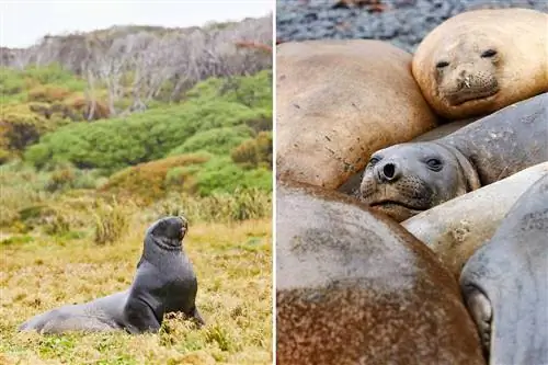 Пара фотографий морских львов и тюленей на субантарктических островах у берегов Новой Зеландии.