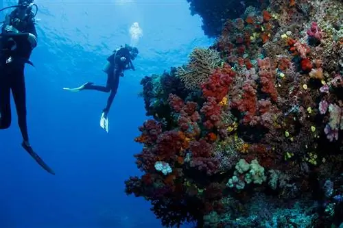 Подводное плавание с курорта Жан-Мишель Кусто