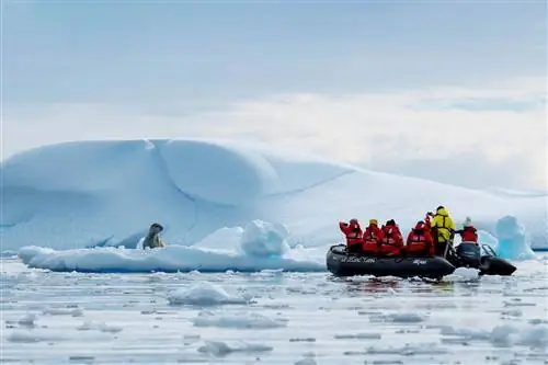 Adventures by Disney Expedition Cruises - наблюдение за дикой природой Антарктиды