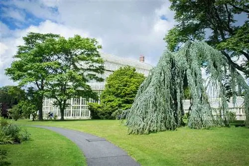 Теплица изображена в Национальном ботаническом саду в Дублине.