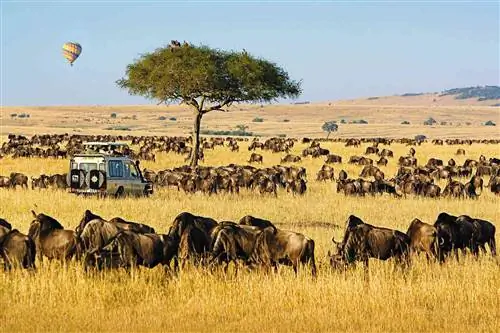Джип для сафари сидит среди антилоп гну на сафари с Micato Safaris, признанным одним из лучших поставщиков снаряжения для сафари в мире.