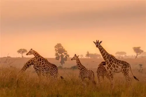Стадо жирафов на закате во время прогулки с Alluring Africa признано одним из лучших в мире экипировщиков для сафари.