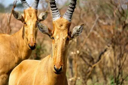 Крупный план Hartebeest, увиденного в поездке с Rothschild Safaris, признан одним из лучших поставщиков снаряжения для сафари в мире.