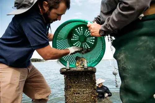 Двое мужчин едят моллюсков с зеленой корзиной