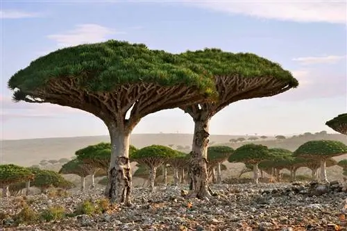 Эндемическое растение Dragon Blood Tree на острове Сокотра