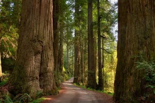 Редвудский лес в прекрасный весенний день