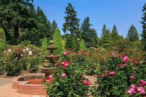 Международный испытательный сад роз в Портленде, штат Орегон.