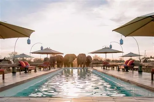 Слоны на кошачьих полях в Ботсване