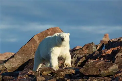 Канада, территория Нунавут, залив Репалс, белый медведь (Ursus maritimus) гуляет по скалистой береговой линии вдоль Гудзонова залива