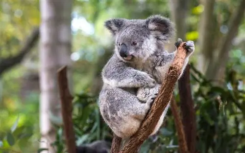 Австралия, Брисбен, Lone Pine Koala Sanctuary, портрет коалы, сидящей на стволе дерева