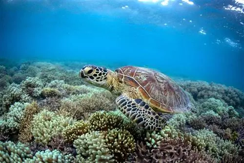 Зеленая морская черепаха над мягкими кораллами на Большом барьерном рифе в Австралии