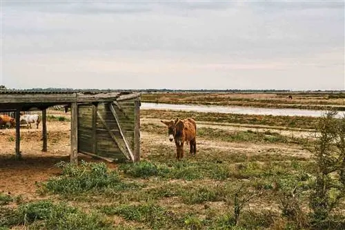 Осёл стоит рядом с приютом на острове Иль-де-Ре во Франции.