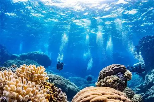 Рифы Марса Алам в Египте